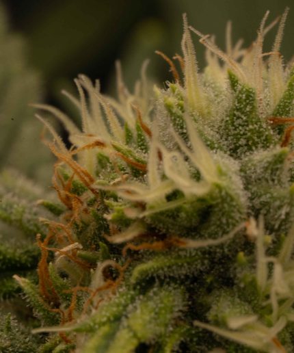 Alien O.G.
