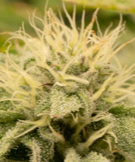 Amnesia Haze