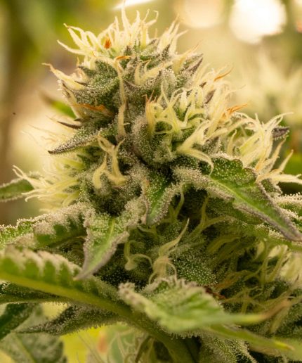 Amnesia Haze Auto