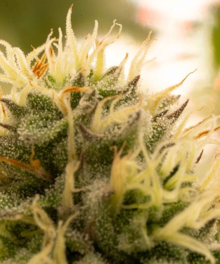 Amnesia Haze Auto Купить