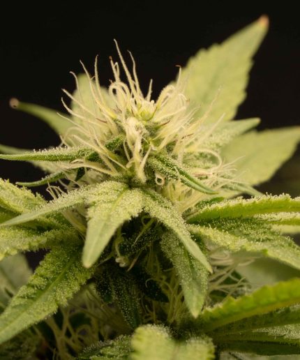 Apple Fritter Auto