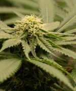 Blue Cheese