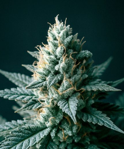 Bubblegum XL