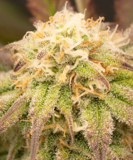 Cherry Pie
