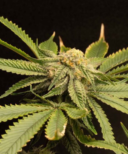 Cherry Pie Auto