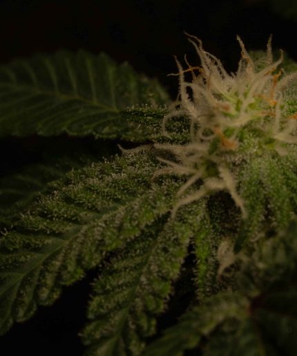 Cherry Pie Auto Купить