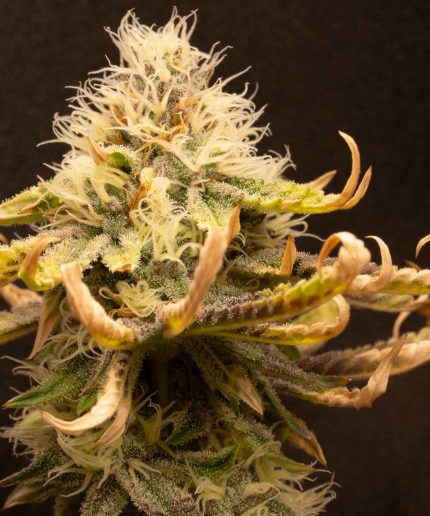 Forbidden Fruit