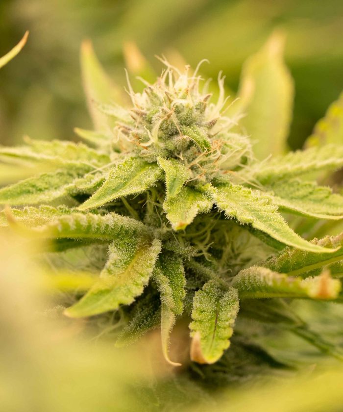 Granddaddy Purple Auto