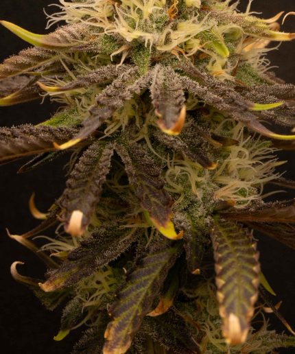 Granddaddy Purple Купить