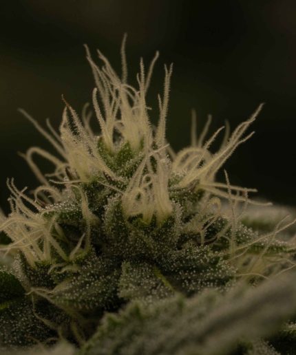 Lemon Skunk
