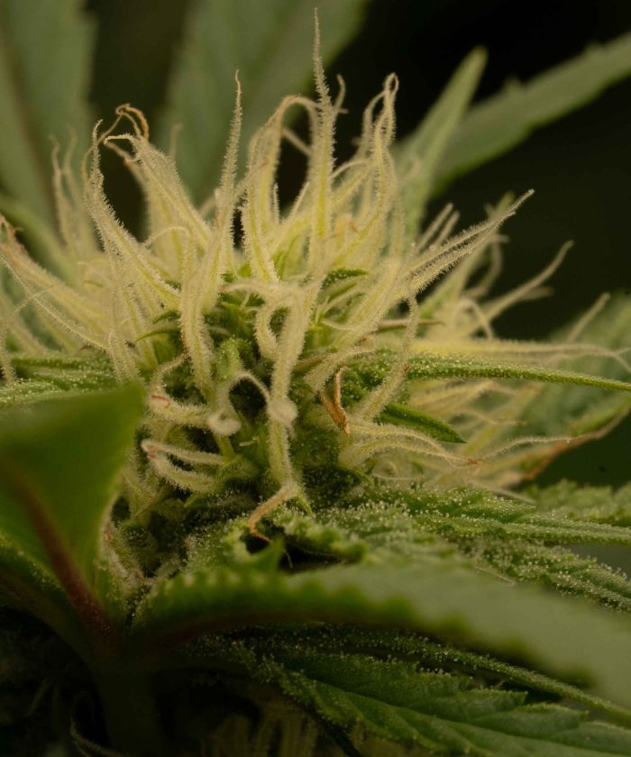 Lemon Skunk Купить
