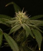 King Kong Kush Auto
