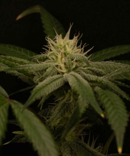King Kong Kush Auto