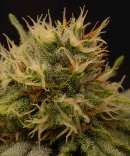 King Kong Kush Auto Купить