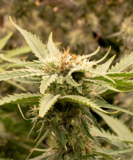 Northern Light Auto