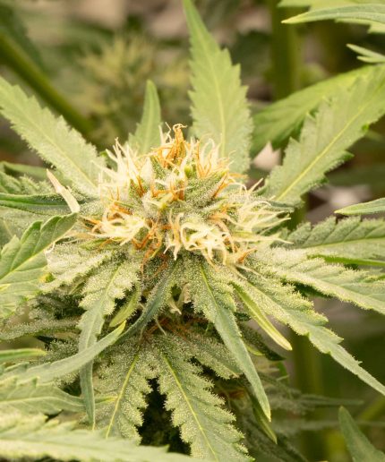 Northern Light Auto Купить