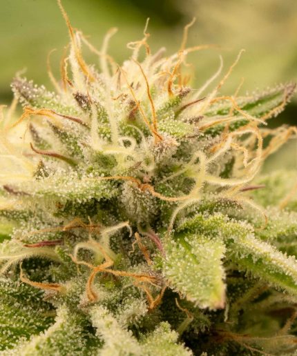 Purple Joe LSD Auto