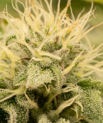 Purple Joe LSD Auto Купить