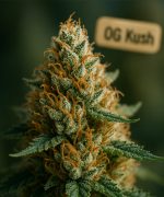 O.G. Kush — изображение 2