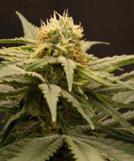 Purple Punch Auto