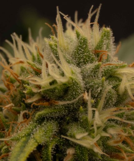 Purple Punch Auto Купить