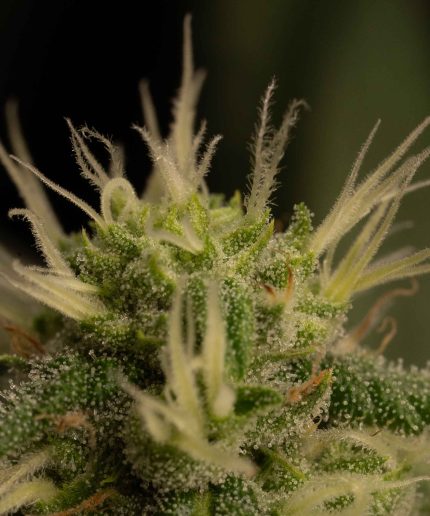 Purple Punch Купить