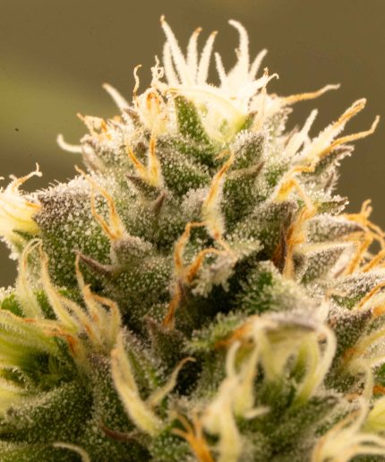 Cherry Ice Cream Auto