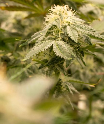Grizzly LSD Auto