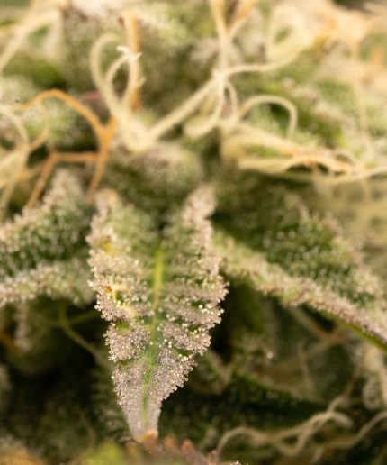 Grizzly LSD Auto Купить