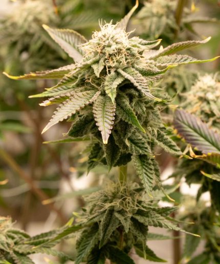 Blackberry Milk Shake Auto
