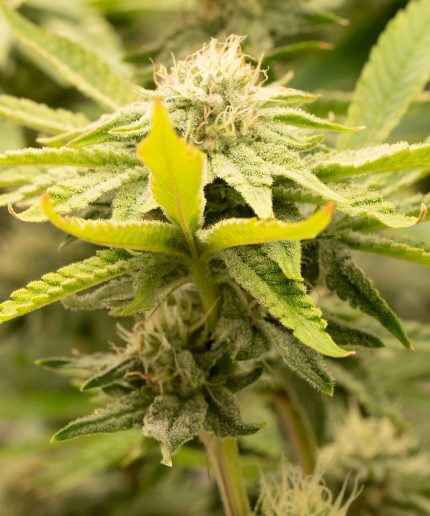 Skunk XL
