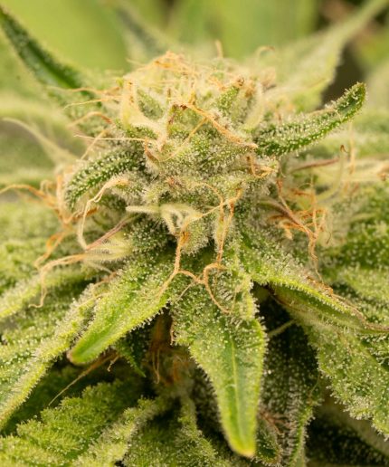 Skunk XL Купить