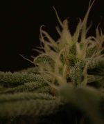 Strawberry Cough Купить