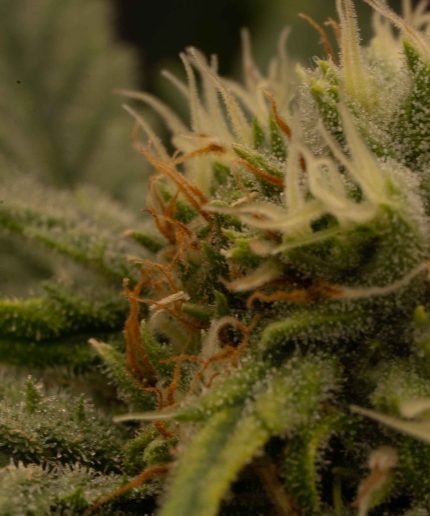 Tangie Купить