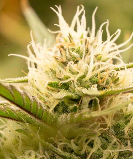 White Widow