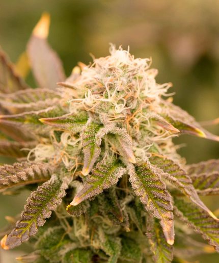 White Widow Auto