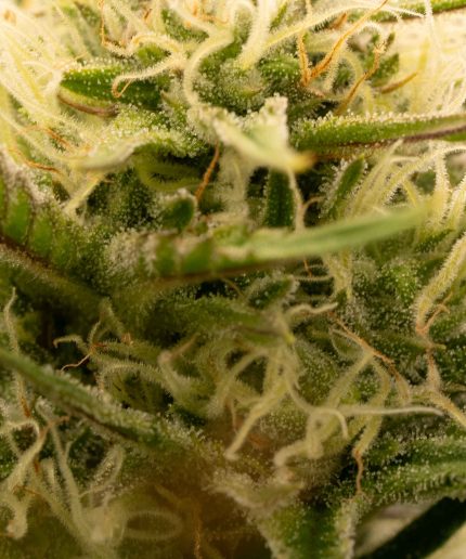 White Widow Купить