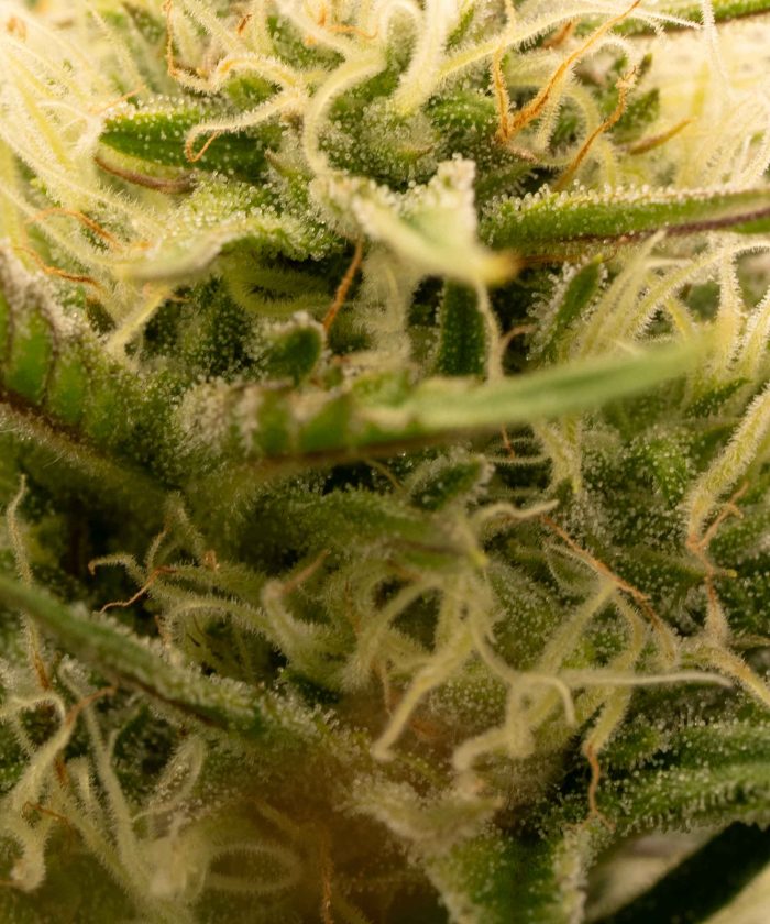 White Widow Купить